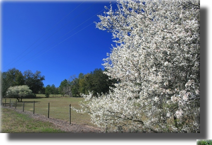 Spring Blooms