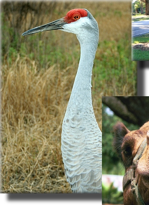 Sand Crane