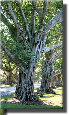 Twisted Trees